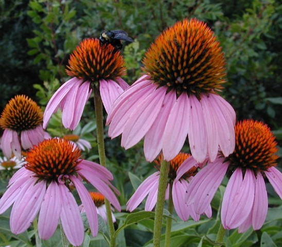 Echinacea angustifolia