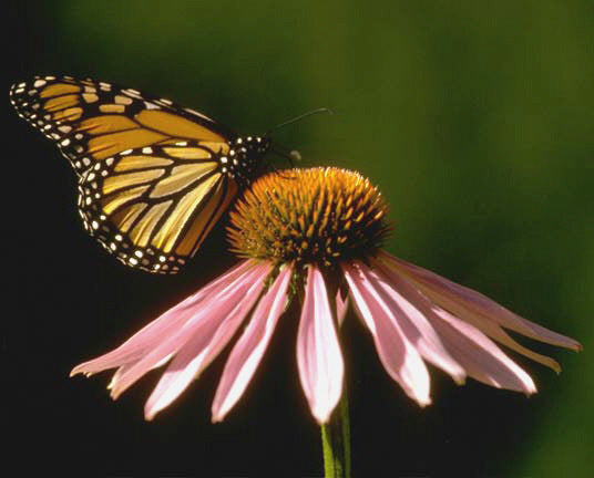 Echinacea angustifolia