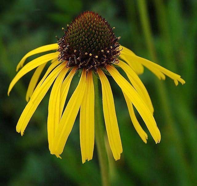 Echinacea paradoxa