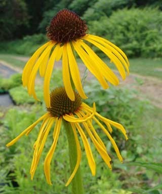 Echinacea paradoxa