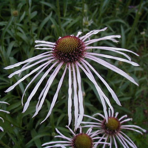 Pale purple coneflower