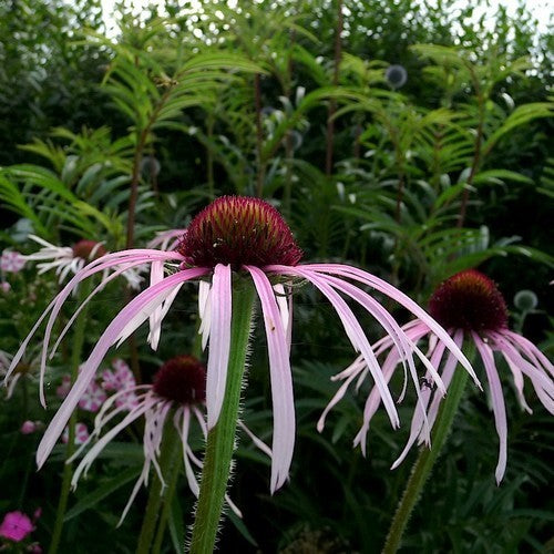 Pale purple coneflower