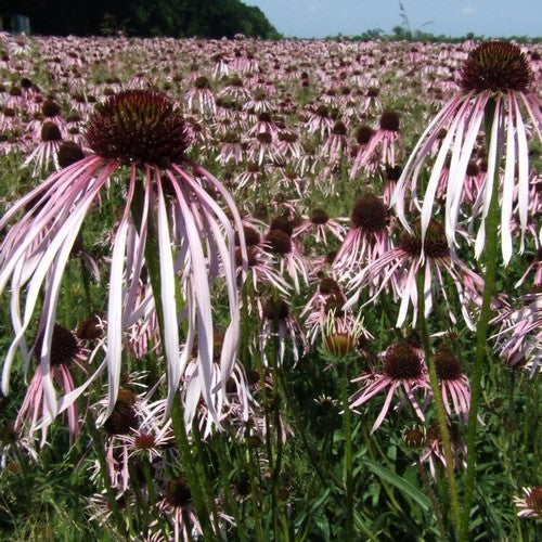 Pale purple coneflower