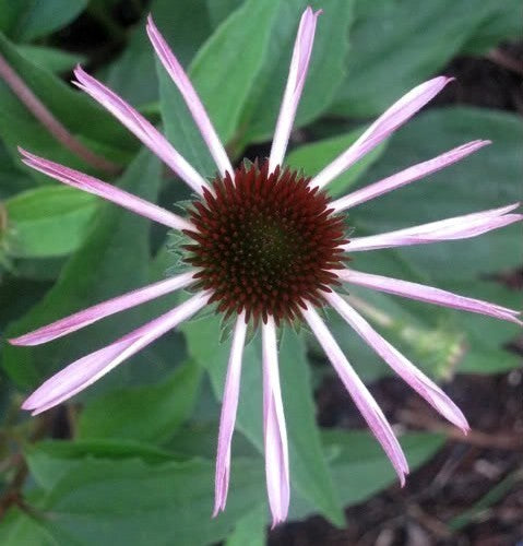 Pale purple coneflower