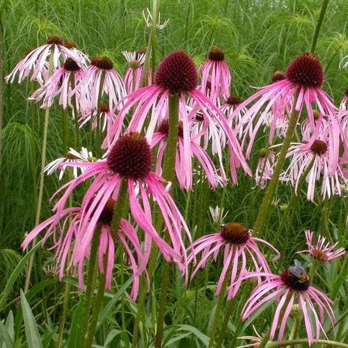 Pale purple coneflower