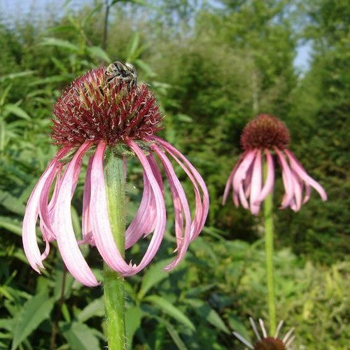 Pale purple coneflower