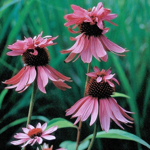 Echinacea purpurea 'Double Decker' / 'Paradiso Super-Duper'