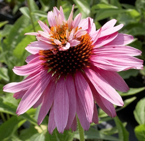 Echinacea purpurea 'Double Decker' / 'Paradiso Super-Duper'