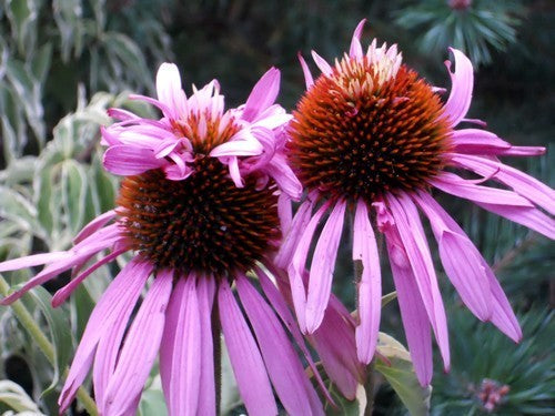 Echinacea purpurea 'Double Decker' / 'Paradiso Super-Duper'