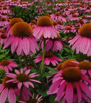 Echinacea purpurea 'Bravado' / 'Starlight'