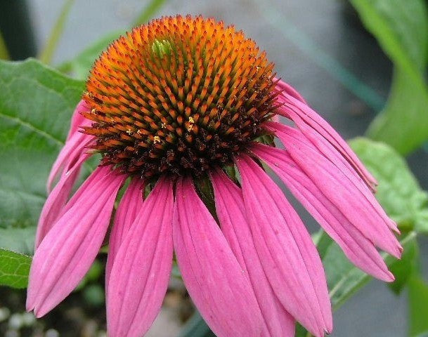 Echinacea purpurea 'Bravado' / 'Starlight'