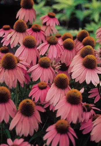 Echinacea purpurea 'Bravado' / 'Starlight'