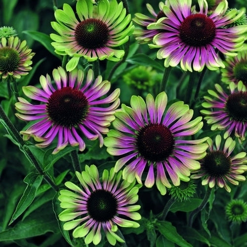 Echinacea purpurea 'Green Twister'