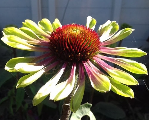 Echinacea purpurea 'Green Twister'