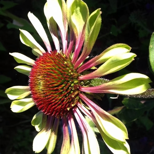 Echinacea purpurea 'Green Twister'