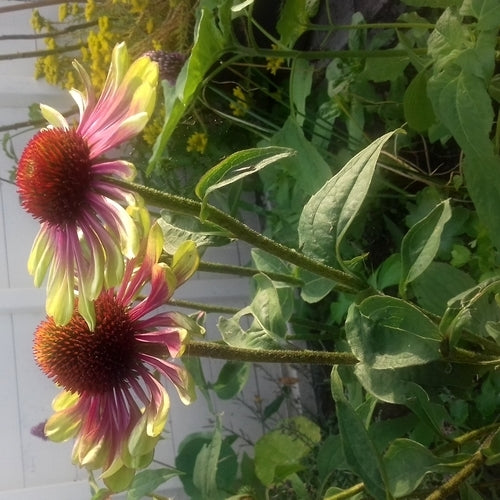 Echinacea purpurea 'Green Twister'