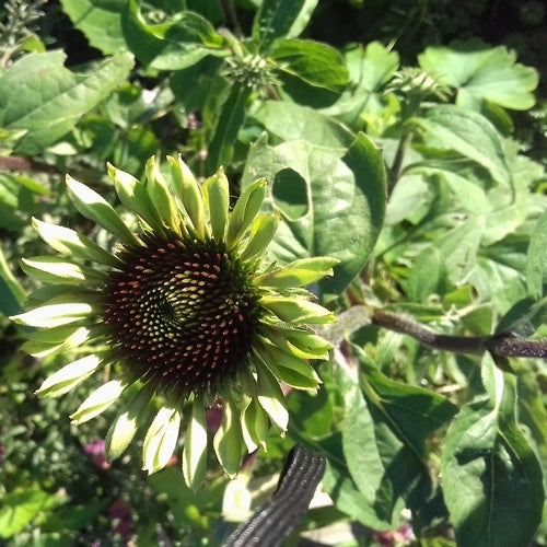 Echinacea purpurea 'Green Twister'