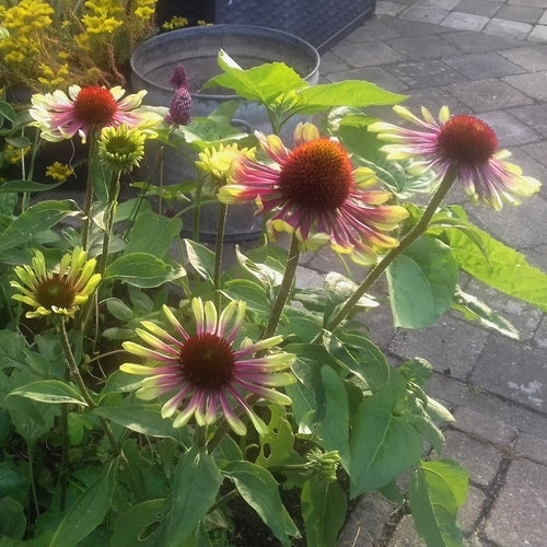 Echinacea purpurea 'Green Twister'