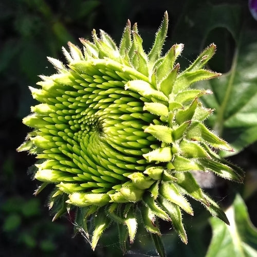 Echinacea purpurea 'Green Twister'