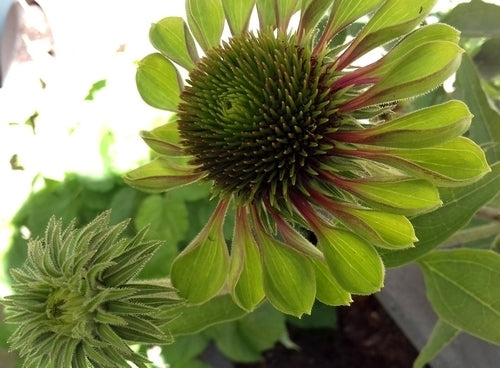 Echinacea purpurea 'Green Twister'