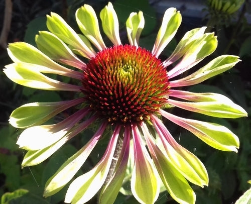 Echinacea purpurea 'Green Twister'