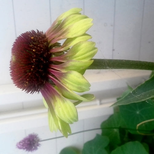Echinacea purpurea 'Green Twister'