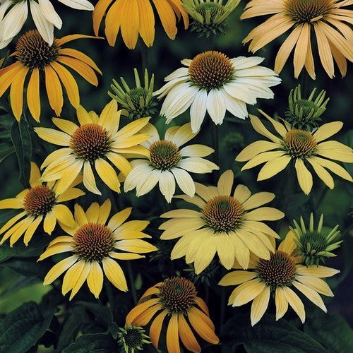 Echinacea purpurea 'Mellow Yellows'