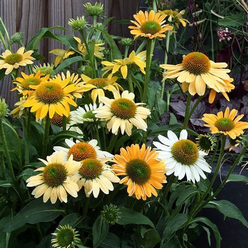 Echinacea purpurea 'Mellow Yellows'