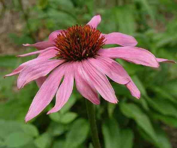 Echinacea purpurea 'Purple'