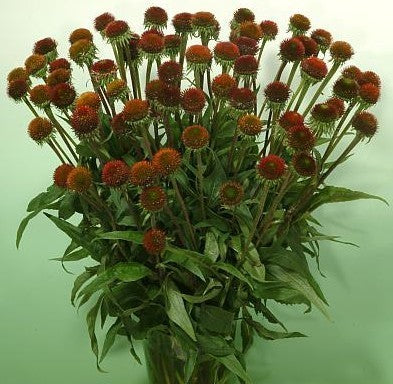Echinacea purpurea 'Purple'