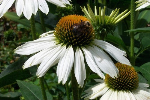 Echinacea purpurea 'White Swan'