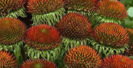 Echinacea purpurea 'White Swan'