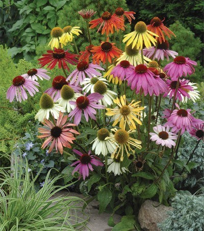 Echinacea x Hybrids 'Dreamcoat' / 'Paradiso'