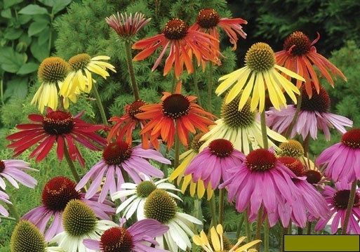 Echinacea x Hybrids 'Dreamcoat' / 'Paradiso'