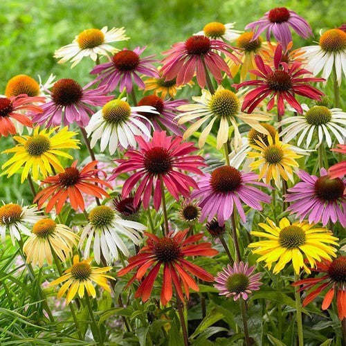 Echinacea x Hybrids 'Paradiso Dwarf Mix'