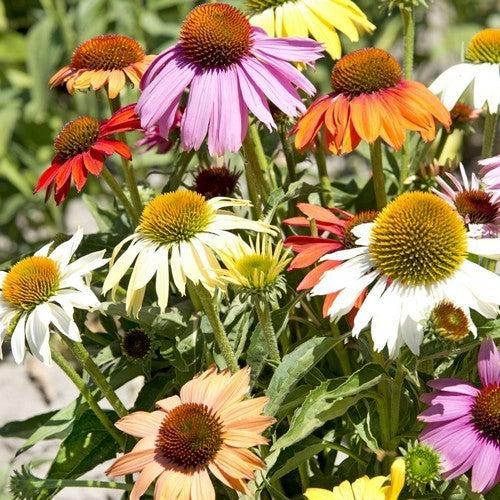 Echinacea x Hybrids 'Paradiso Dwarf Mix'