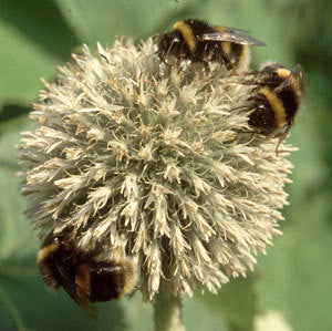 Echinops bannaticus 'The Giant'