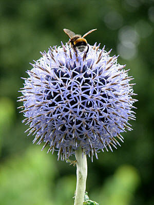 Echinops ritro
