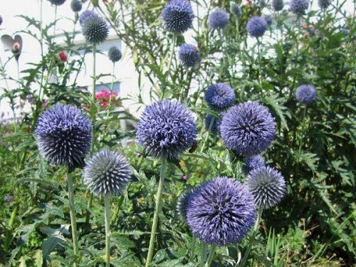 Echinops ritro