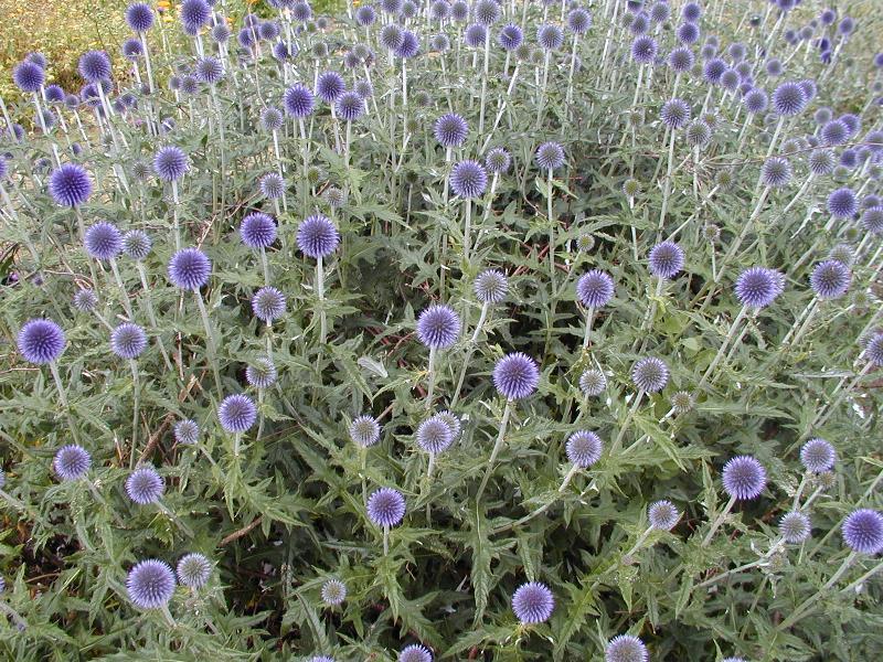 Echinops ritro