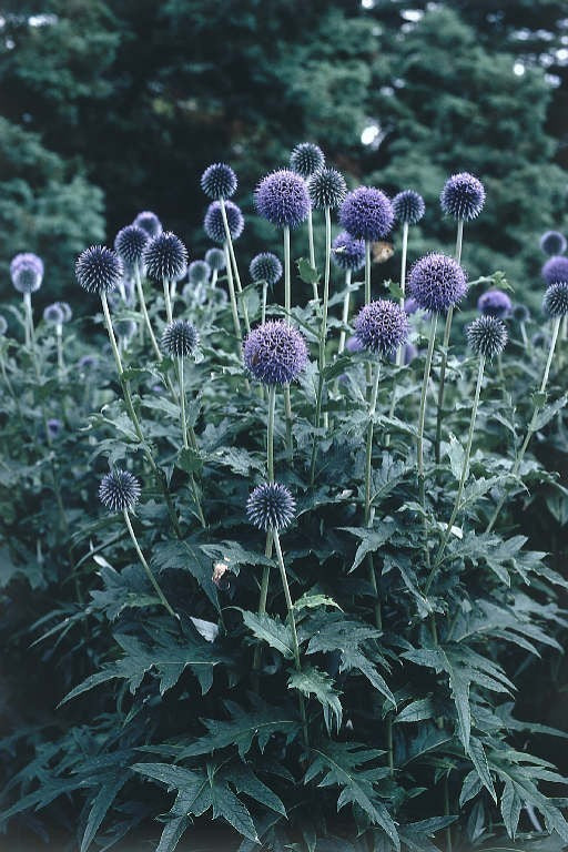 Echinops ritro