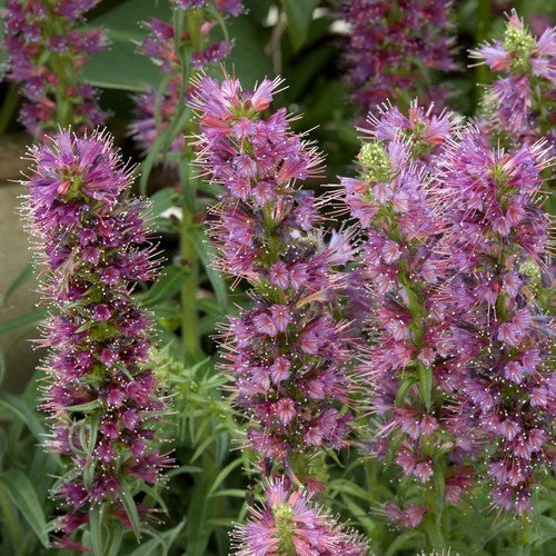 Echium amoenum 'Eclat'