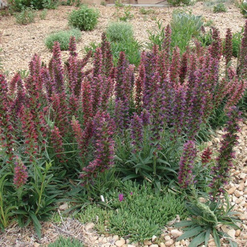 Echium amoenum 'Eclat'