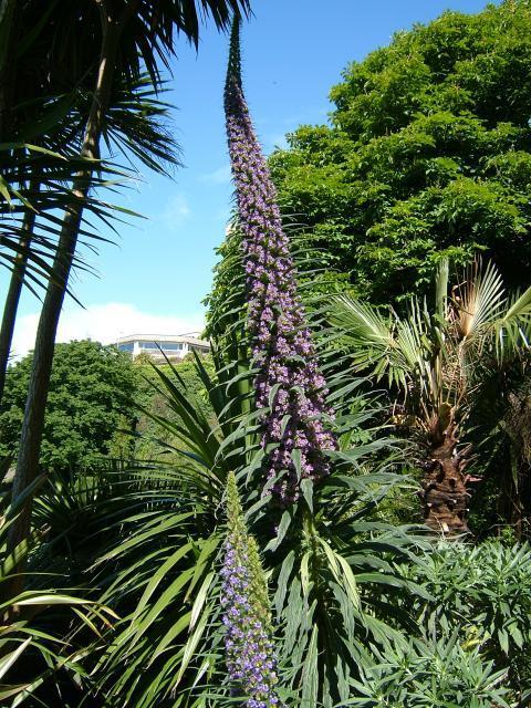Echium pininana 'Blue Tower' / 'Blue Steeple'
