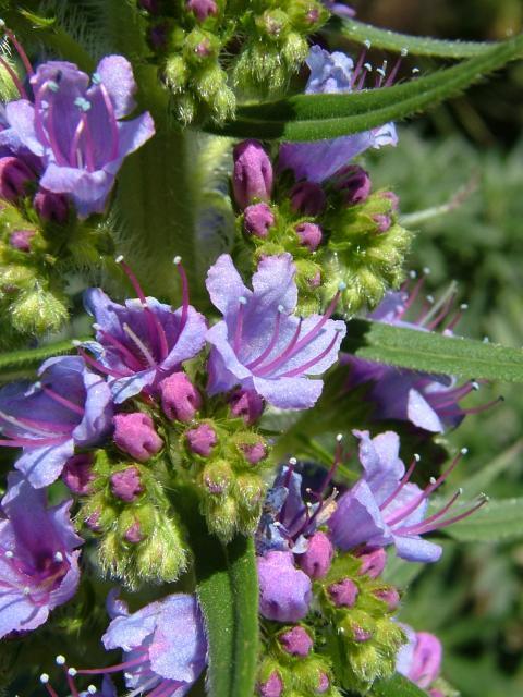 Echium pininana 'Blue Tower' / 'Blue Steeple'