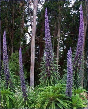 Echium pininana 'Blue Tower' / 'Blue Steeple'