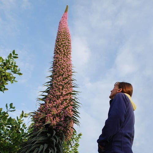 Echium pininana x Wildpretii 'Pink Fountain'