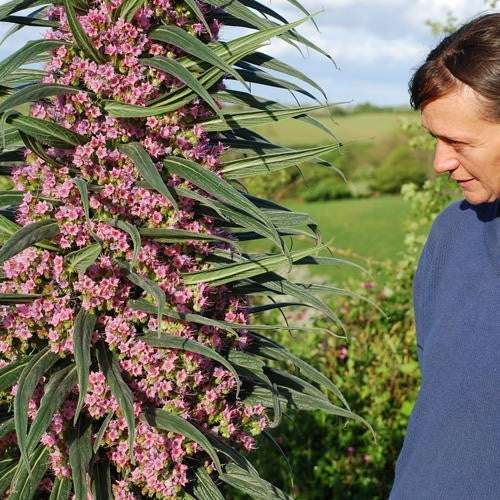 Echium pininana x Wildpretii 'Pink Fountain'