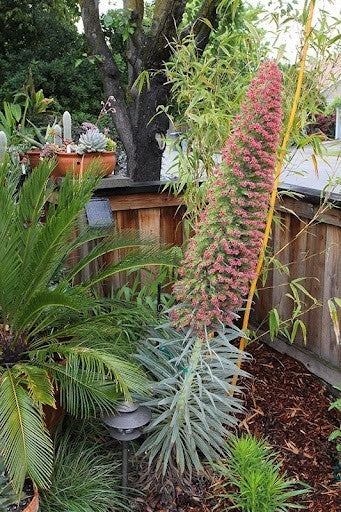 Echium pininana x Wildpretii 'Pink Fountain'