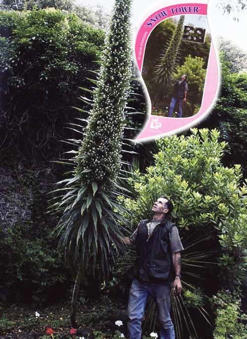 Echium pininana 'Snow Tower'